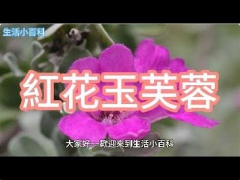 玉芙蓉風水